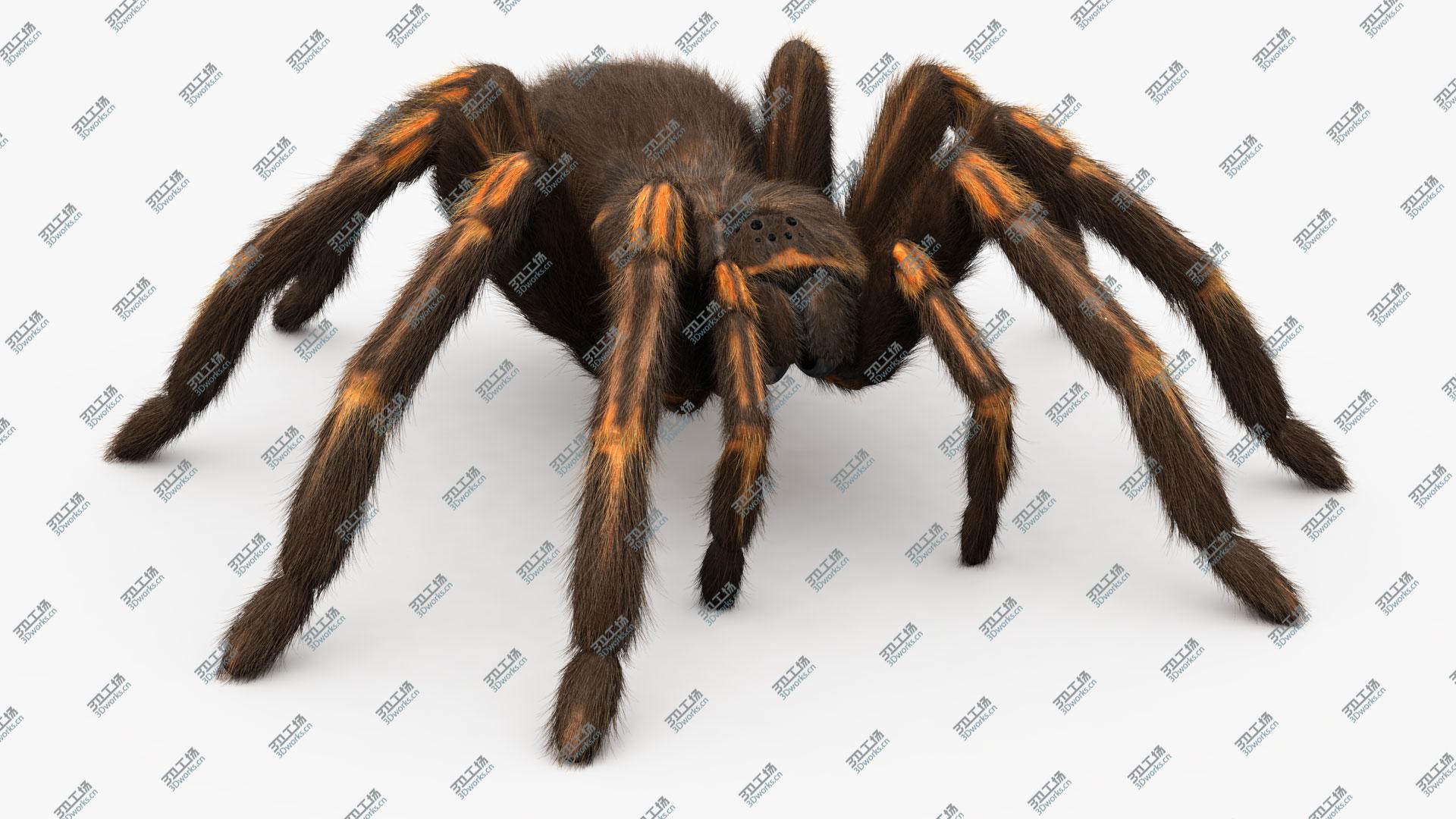 images/goods_img/20210313/Tarantula, Rigged, Animated, 4K PBR Textures 3D/4.jpg